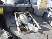 База «45 причал», мороз и штампы: у Кильдина 250–300 кг за день на четверых