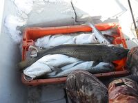 База «45 причал», мороз и штампы: у Кильдина 250–300 кг за день на четверых