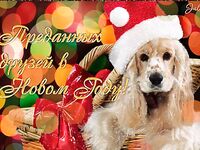 С Новым годом, Териберка! Пожелали здоровья, счастья и верных друзей