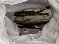 Первый выход в девять: накатка, смена ветра, «волшебная треска» за маяком