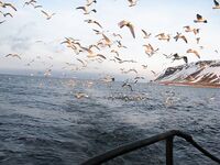 Где шкерят улов: в море или на берегу Териберки — чайки всё подчистят