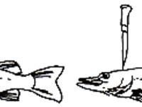 Как усыпить рыбу гуманно и быстро: что гуглить и зачем это на севере