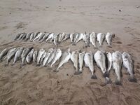 Восточный Кильдин: 90–120 м, клев жадный, рыбу ищем — взвесили «трещину» на 28–29