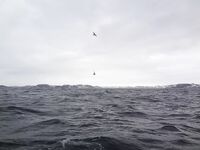 Немного фото по Териберке: уловы, точки, погодные окна — как было на месте