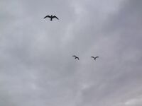 Немного фото по Териберке: уловы, точки, погодные окна — как было на месте