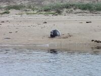 Ночная вылазка от Териберки: Подпахта, устье Вороньей и встреча с морскими зайцами