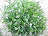 Ночная вылазка от Териберки: Подпахта, устье Вороньей и встреча с морскими зайцами