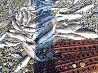 Пошла рыбёха, таскают по кило норму: активность растёт — хорошо