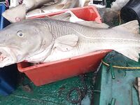 «Это мягко сказано»: уловы 19 марта впечатлили — сезон качнулся