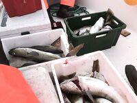 Не Териберка: за пять часов 180 кг «кругляка», киты и дельфины рядом