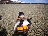 Парковка у гостей: рыбная фабрика, «Териберка-Тур», или оставить авто в Росляково