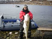 Парковка у гостей: рыбная фабрика, «Териберка-Тур», или оставить авто в Росляково