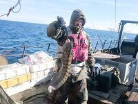 Не шурую в прибрежной зоне: улов по Баренцеву и по Белому — сравните сами