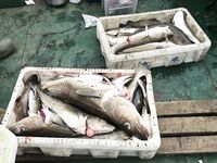 Мы вышли в море: не «добыча», но рыба есть; главное — настрой держим