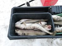 На «линкоре» спокойней, но при волне клюет хуже — таблетки спасают