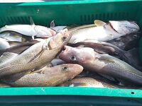 Первый раз в Териберке на ВМФ: север красив, ловили 80+, сайда и пикша активнее трески