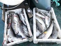 Открыли сезон у Кильдина: ура — первая рыбалка пошла!