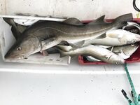 «Метровая треска 28 кг?» — для сравнения: 19 кг это 120 см, без гирь в пасти