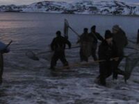 Териберская бухта удивляет: «нетрезвые энтомологи» и странные береговые сюжеты