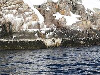 Штиль в Териберке: уловы неплохие, видел трофейную треску «на 50 кг»