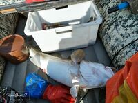 Опасова, Воронька, Лудки нравятся, а в «Терибоньку» с 2020 не езжу; Кильдин раздал