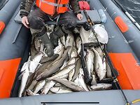 Спасова Губа и Кильдин: ребята ловят нормально, погода закачаешься