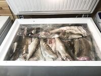 Кильдин, северо-восток: 14.6 кг максимум, 7+ шесть штук, глубины 120 м