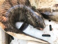 Кильдин, северо-восток: 14.6 кг максимум, 7+ шесть штук, глубины 120 м