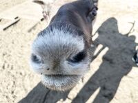 Териберка: редкий сухой выход на остров у дикого пляжа и мощные отливы