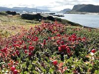 Териберка: редкий сухой выход на остров у дикого пляжа и мощные отливы