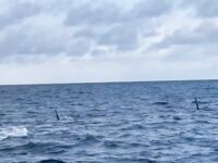 До 15 косаток в Териберской бухте: на надувных — поаккуратнее, друзья