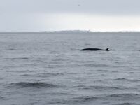 Кильдин, штиль и гости океана: взяли «по потребности», киты и дельфины рядом