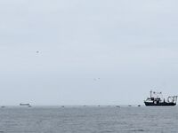 Кильдин, штиль и гости океана: взяли «по потребности», киты и дельфины рядом