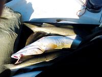 Баренцево море — Восточный Кильдин порадовал нормой