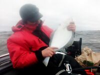 Баренцево море, Кильдин — палтусёнок 2 кг, по треске «соточка»