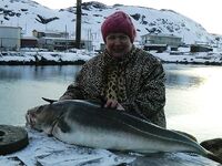 Баренцево море, Териберка — 29.04–05.05: трофей 15.5 кг, зубатка 4 кг