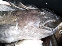 Баренцево море, Териберка — 29.04–05.05: трофей 15.5 кг, зубатка 4 кг