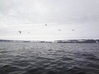 Баренцево море — 26.04, Росляково → Кильдин: 95–120 м, рыба на СВ