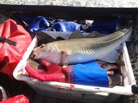 «Езжай, Захарыч»: лето в разгаре, море ждёт