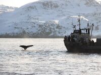 Едете завтра? Куда именно: киты посмотреть можно тоже