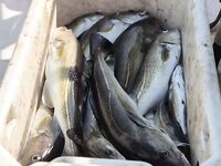 Ура-Губа, 07–10.06.2025: рыба с 30–80 м, норму брали ежедневно