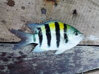 Бенгальский залив, Мьянма — «маленькая» рыбалка на чёрных камнях