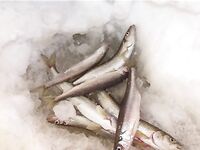 Белое море — пробка на лёд, палатки, корюх на креветку и опарыша