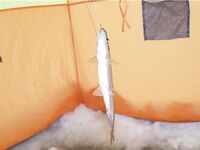 Белое море — пробка на лёд, палатки, корюх на креветку и опарыша