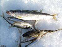 Белое море — мелководья до 2 м, корюшка и прилов