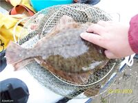 Белое море — летняя камбала: приливы, якорь и постукивание по дну