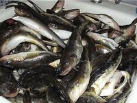 Белое море, Луда — первая «новага»: ночной выезд, палатка и плитка