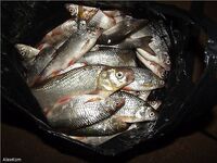 Белое море, Архангельская — язь к Мудьюгу: фидер 3.6 и «патерностер»