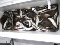 Белое море, Архангельская — Мудьюг и Кумбыш: ветер, смещение на Поганку