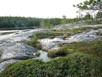 Белое море, Карелия — Сидоров, белые ночи, пескожил и пертуй